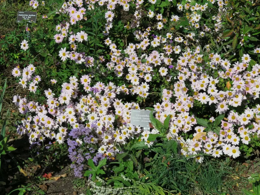 Mums in the fall.