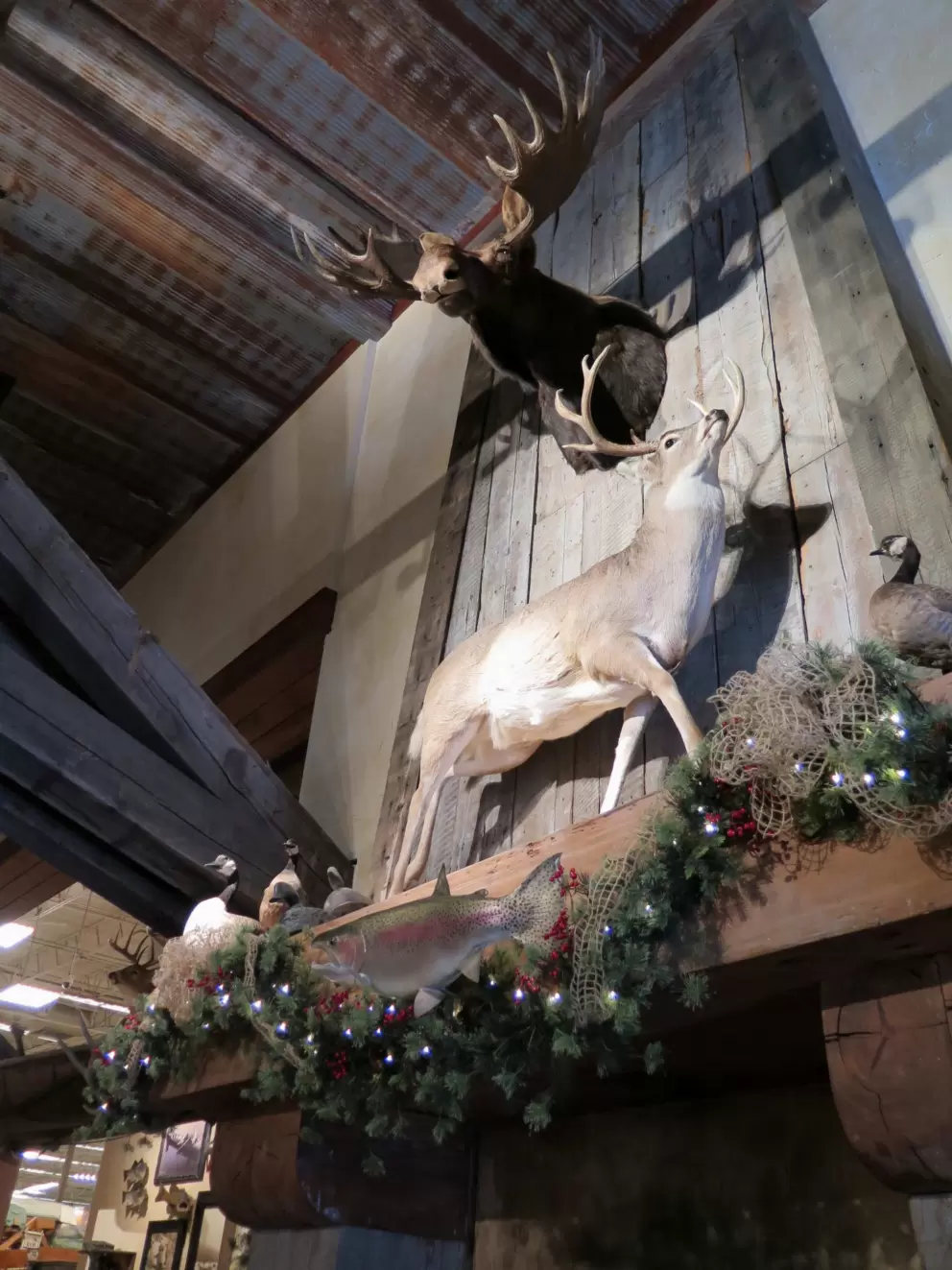 Moose on the mantle.