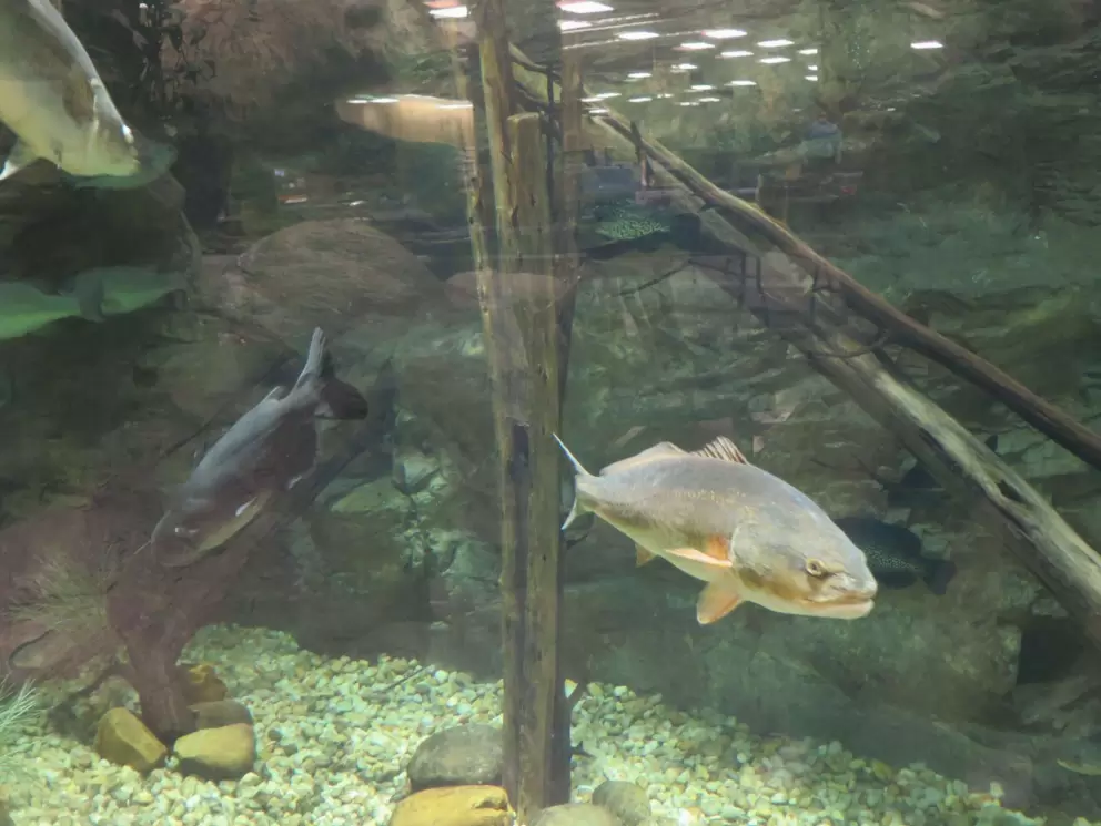 Fish in the aquarium.