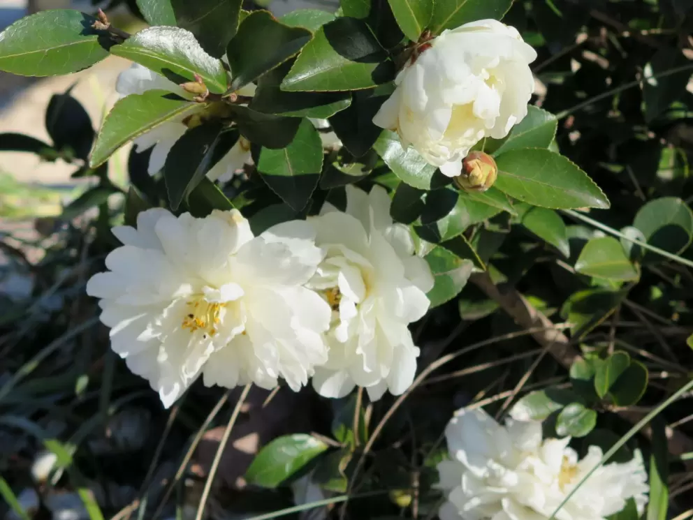 Flowers everywhere, even in winter.