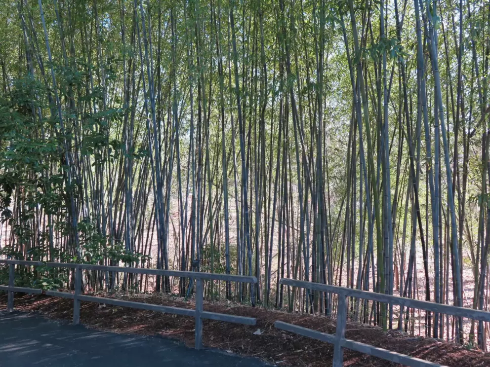 Bamboo along the walkway.