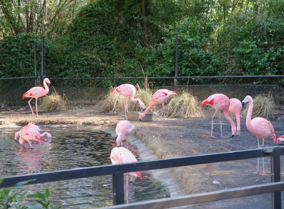Flamingos!