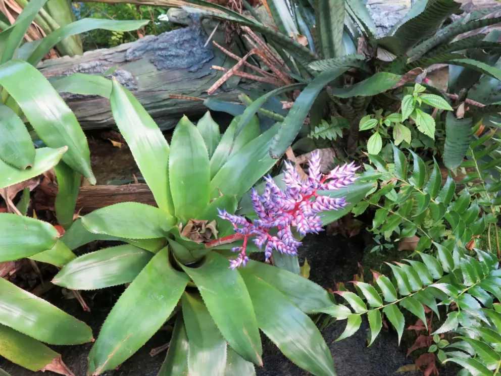 Flowers in the forest aviary.