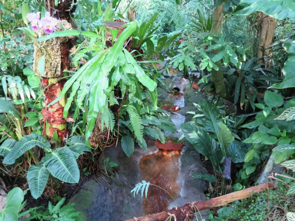 Stream and tropical vegetation in the forest aviary.