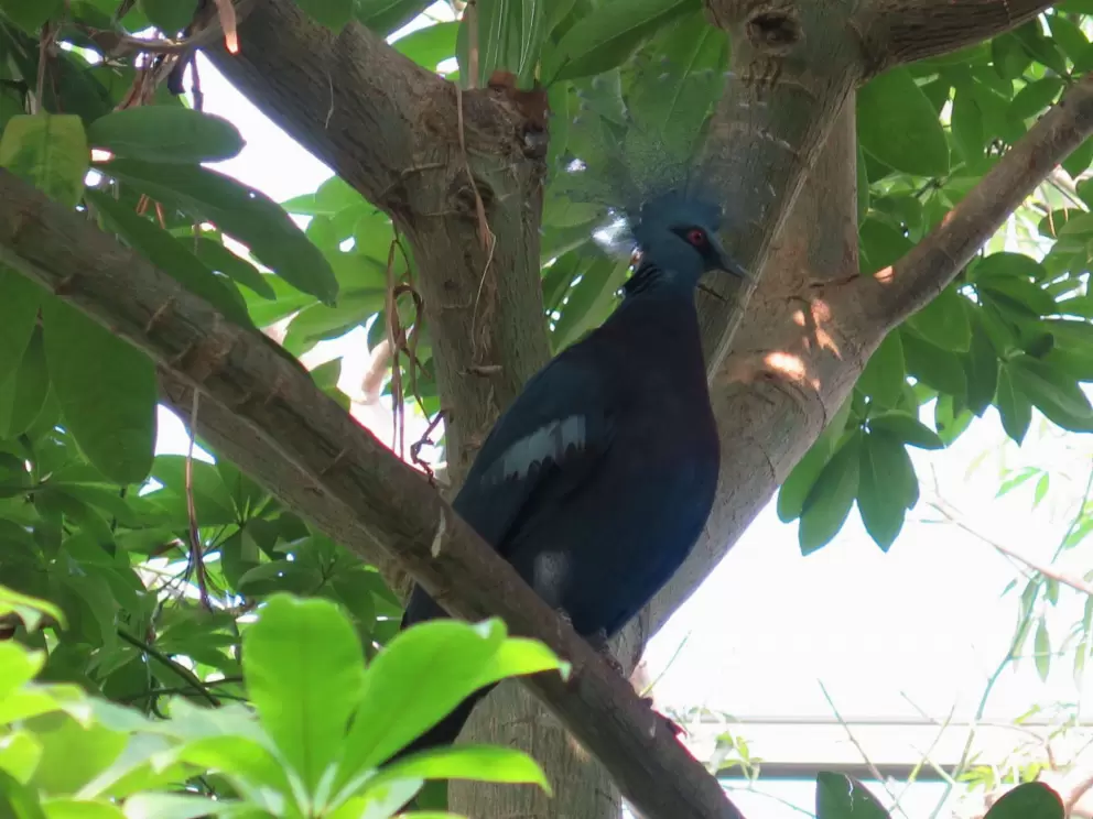 Victoria Crowned Pigeon in a tree, in the forest aviary.