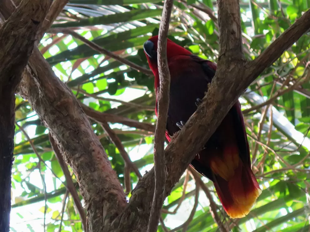 Colorful bird in the forest aviary.