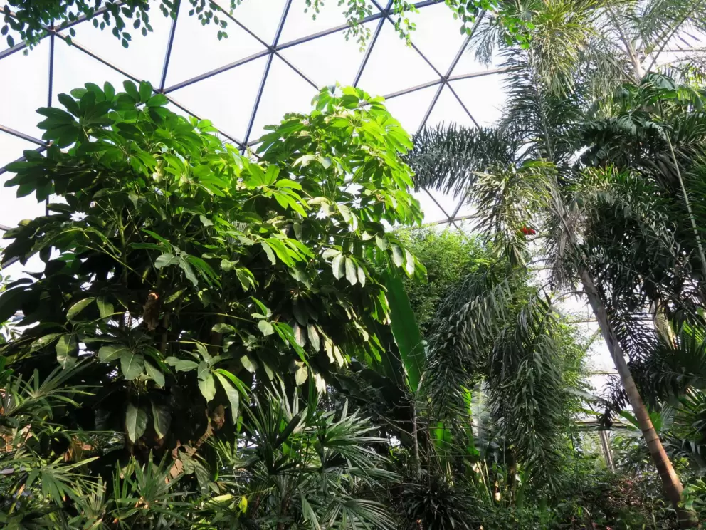 Looking up at the conservatory ceiling, in the forest aviary.