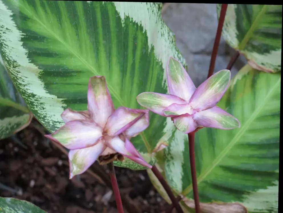 Tropical flowers that remind me of Hawaii.