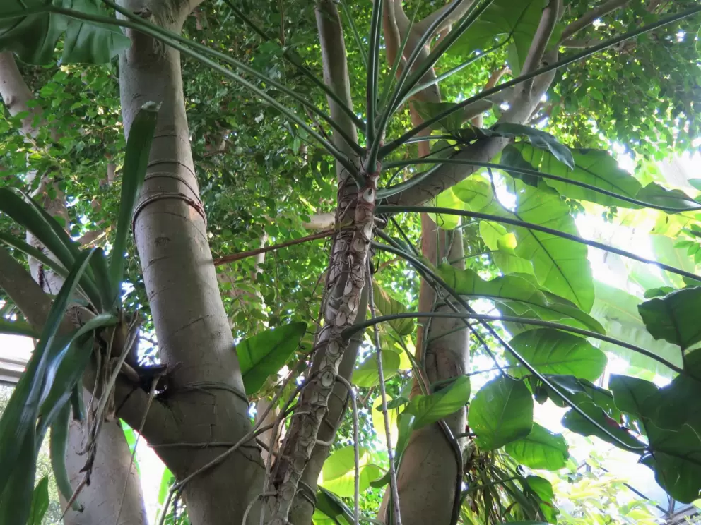 I love the trees in the forest aviary!