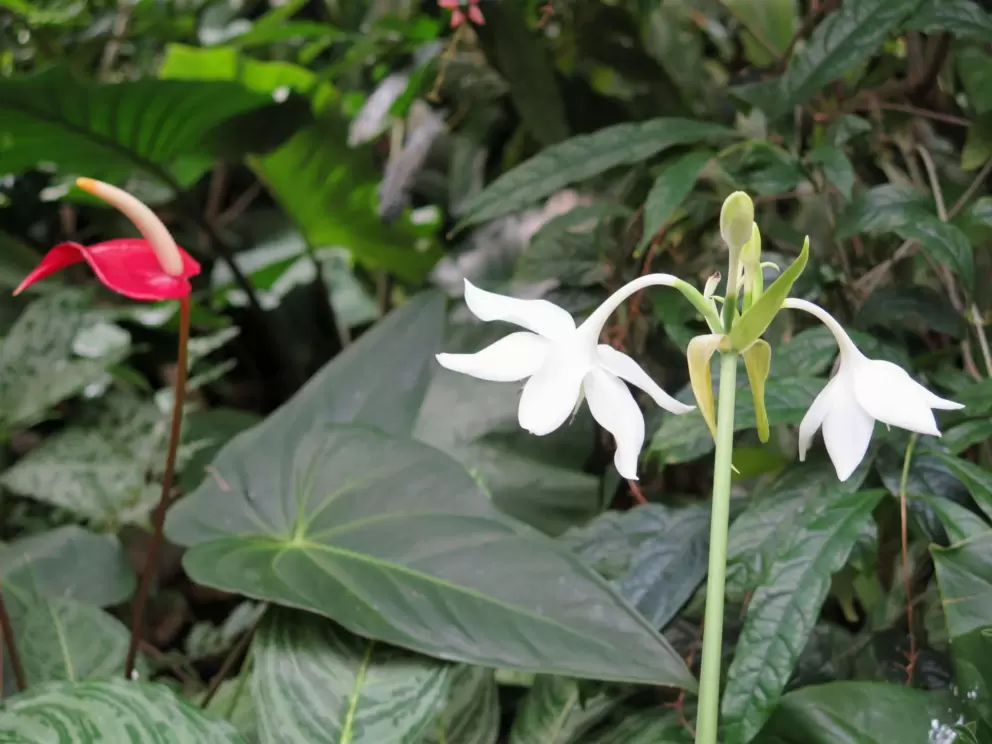 Red anthurium and white tropical flower.
