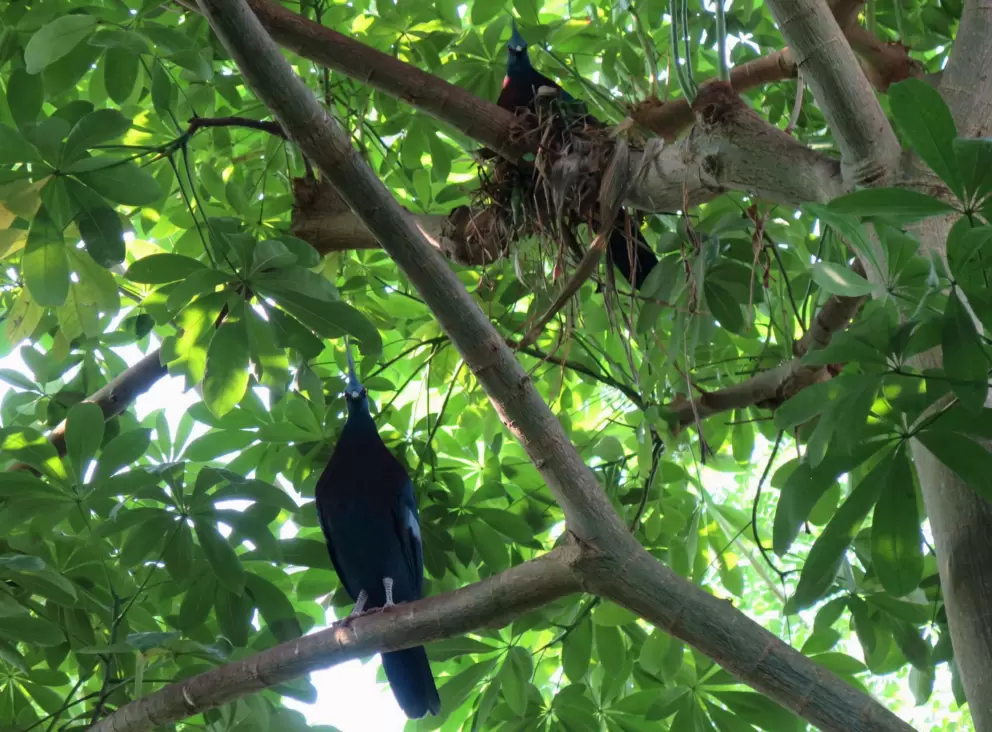 Victoria Crowned Pigeons in a tree.