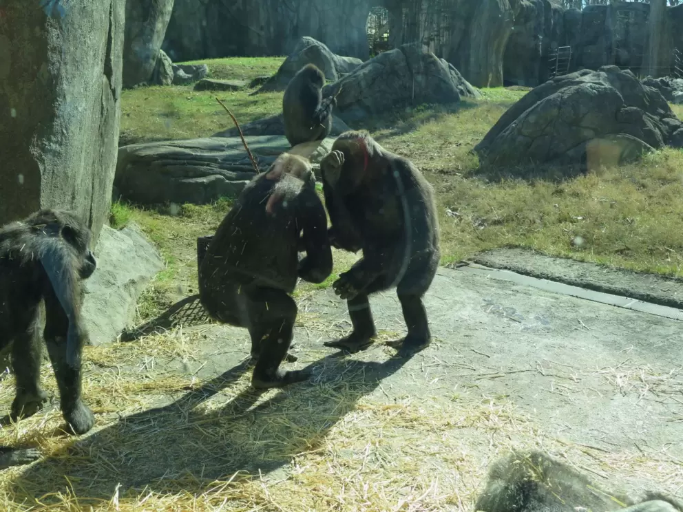 Gorillas interacting.