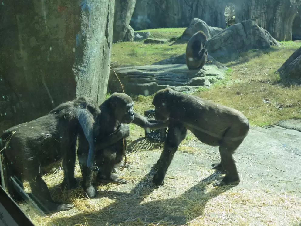 Big discussion in the gorilla exhibit.