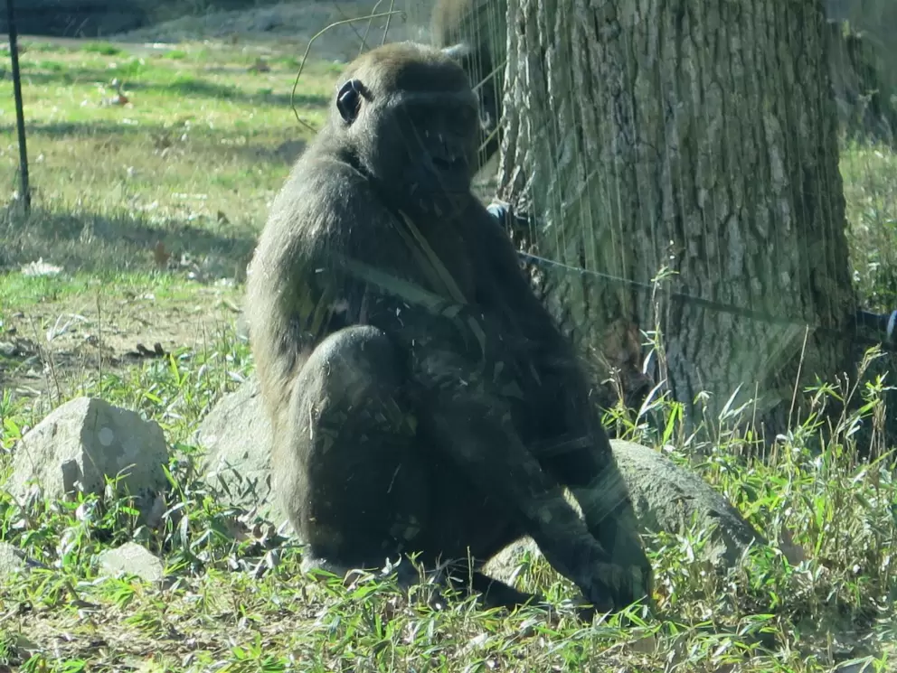 Gorilla looknig our way.