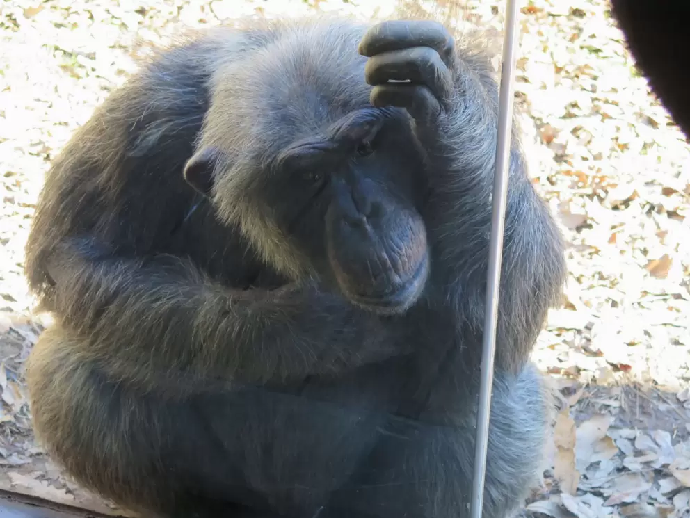 Chimpanzee looking through the glass.