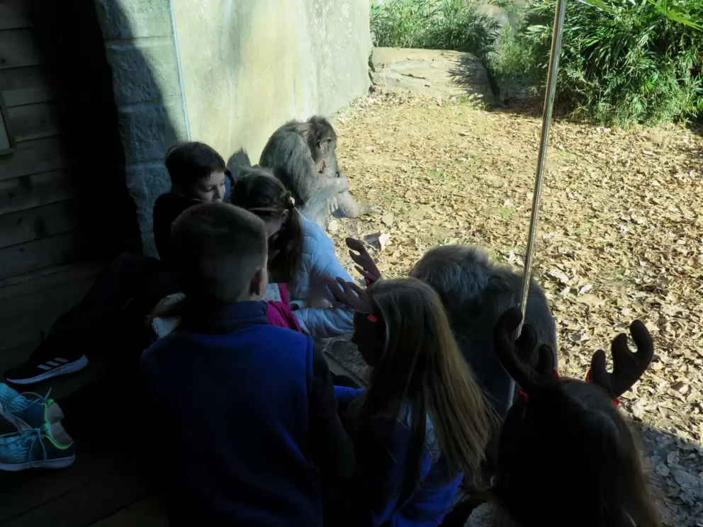 Kids and chimpanzees hanging out.
