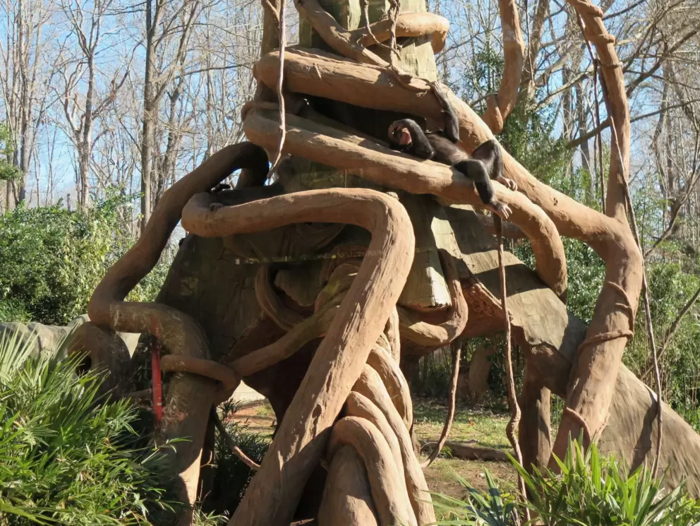 A chimp laying on a tree.