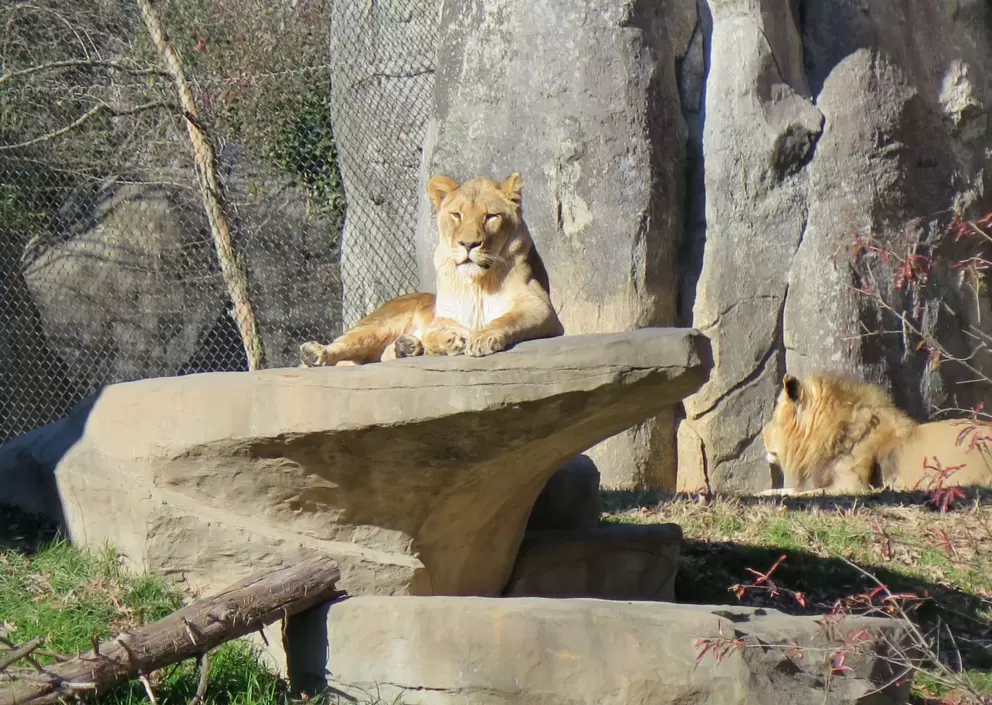 Lion looking majestic.