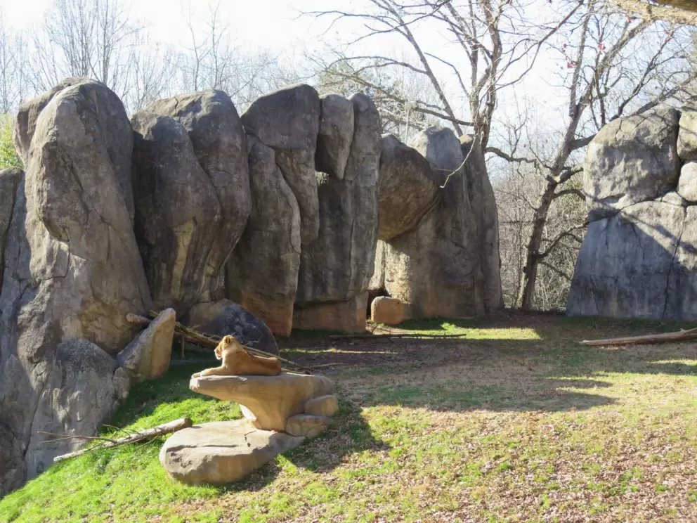 Lion on a rock in the sun.
