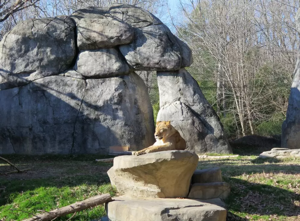 Beautiful lion.