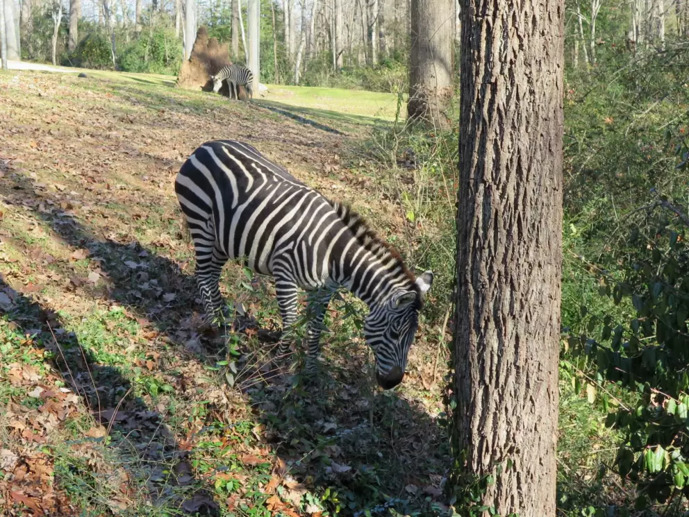 Zebra coming up close, running down into a gully.