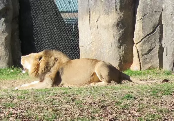 Lion roaring!!