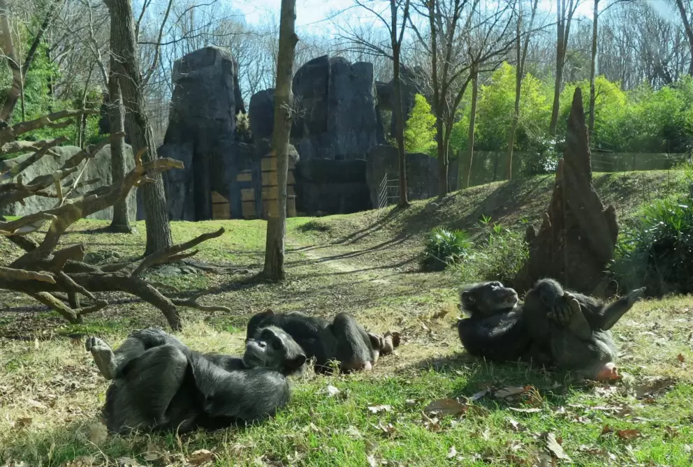 Chimpanzees hanging out in the grass.