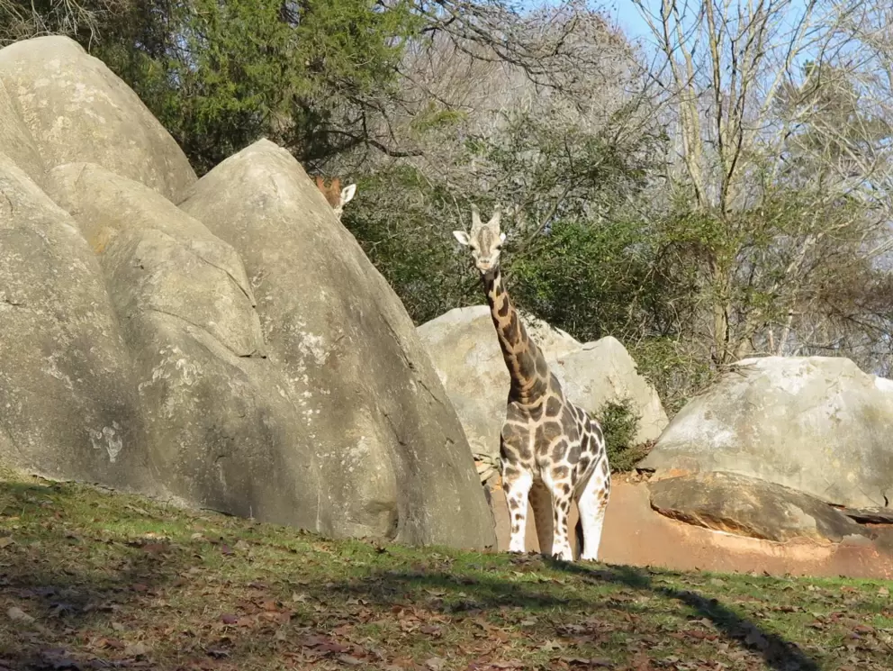 Giraffe looking at us!