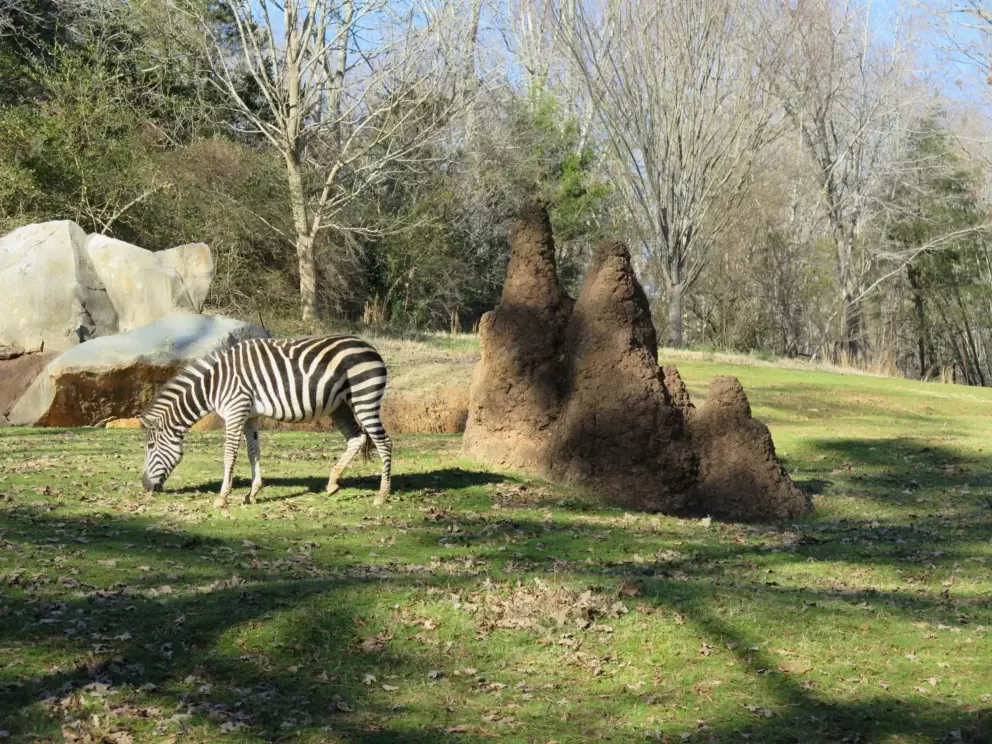 Zebra and termite hills.