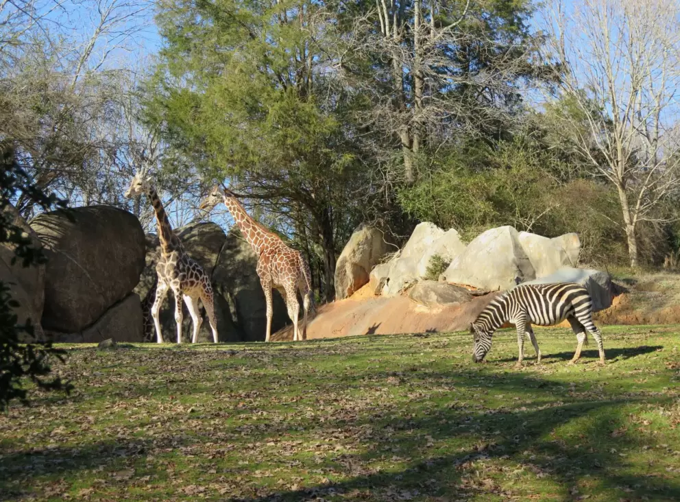 Zebra and giraffes.