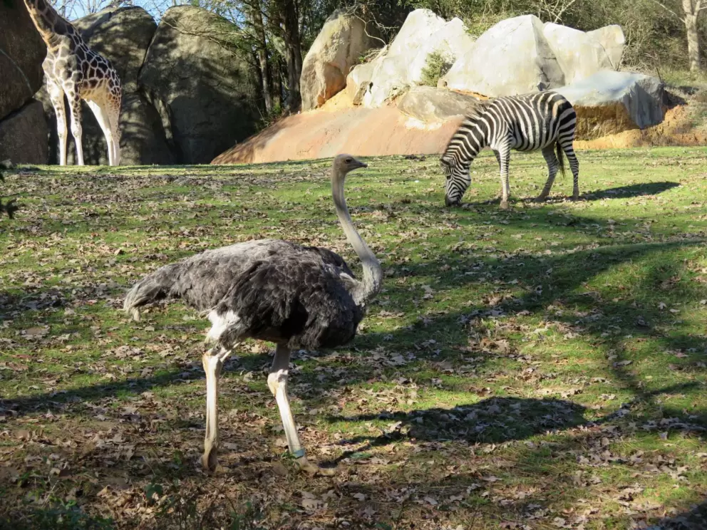 Ostrich and zebra!
