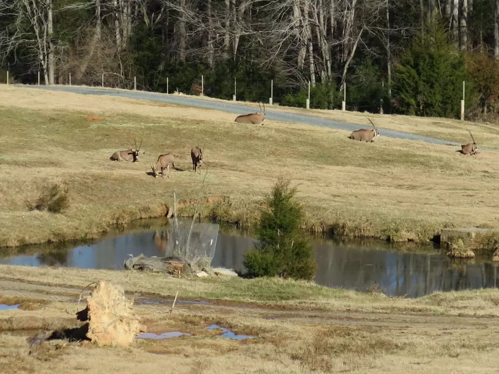 Antelopes in the distance.