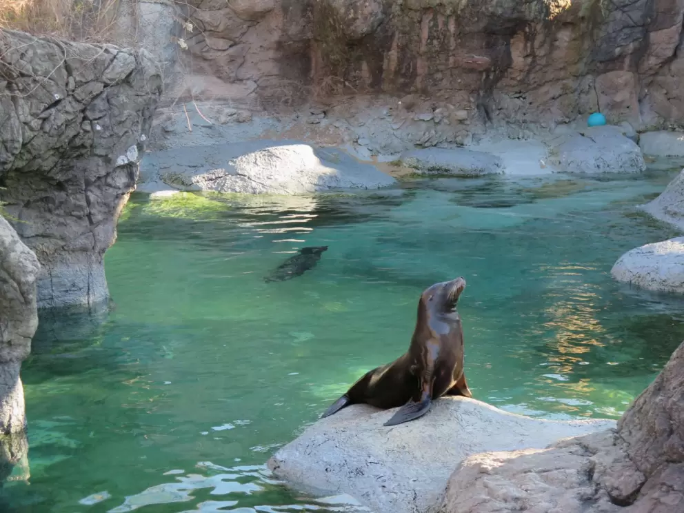 California Sea Lions.
