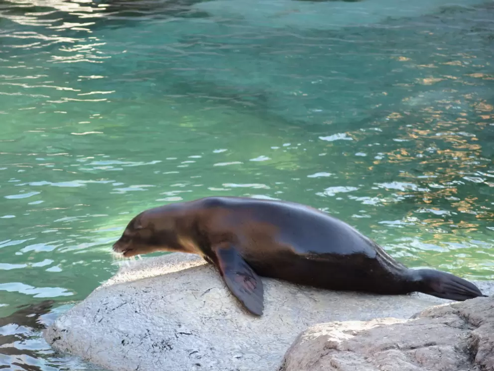 California Sea Lion about to fight.