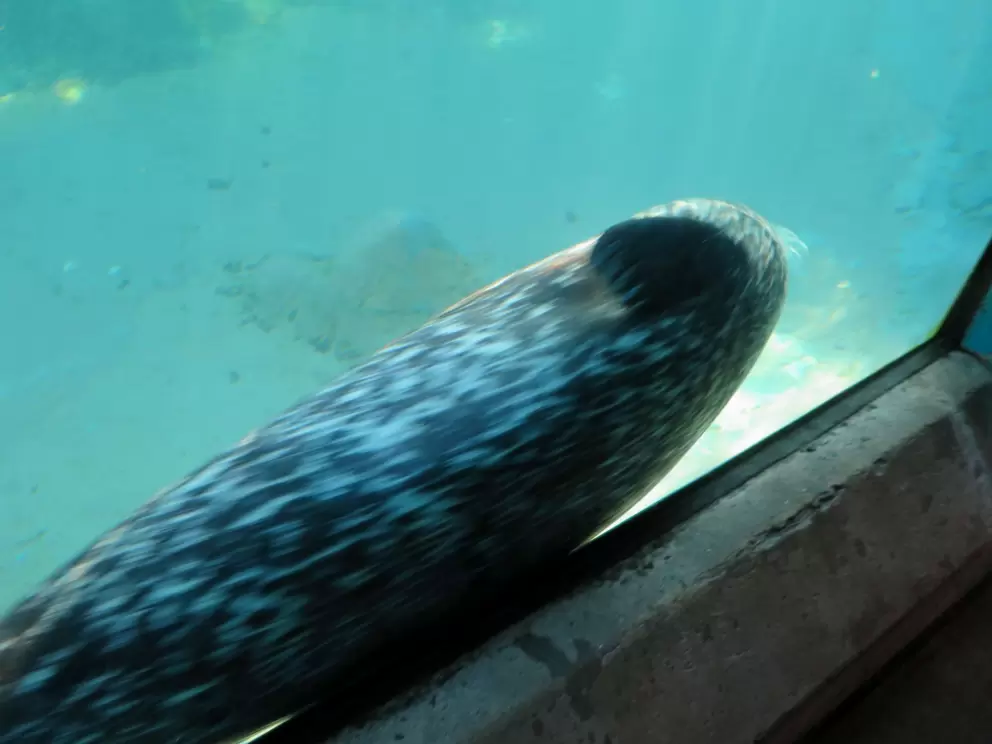 Harbor Seal with speckled coat.