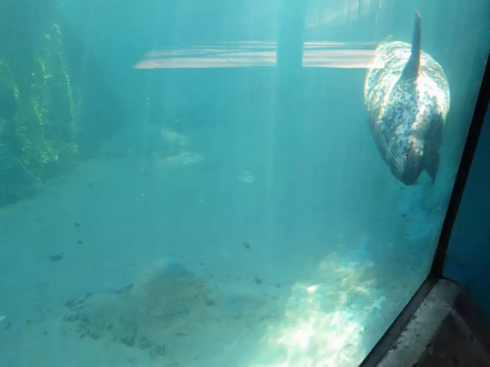 A harbor seal swims by.