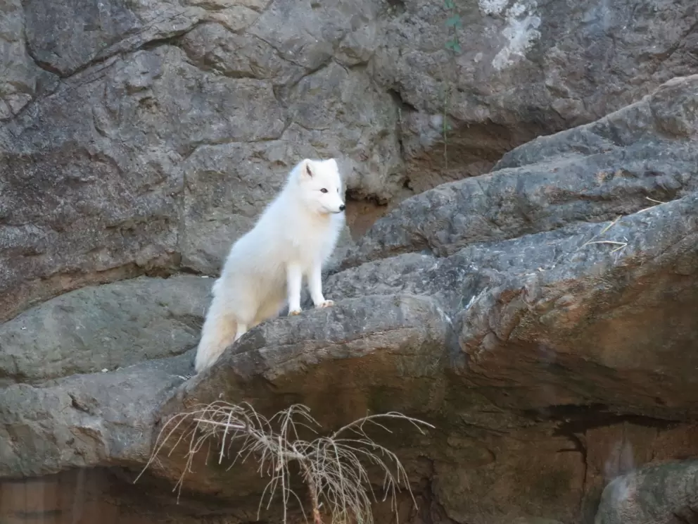 Arctic fox. I love this guy.