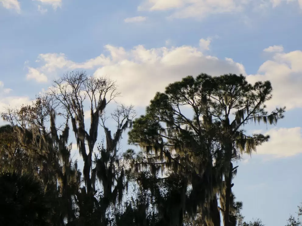 Pretty sky and trees.