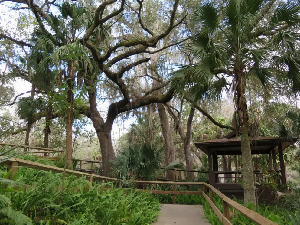 Twisty trees on the boardwalk to the head spring.