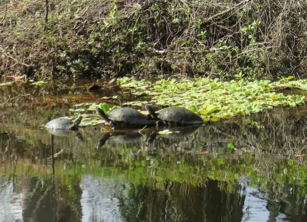 A turtle bobs under the water!