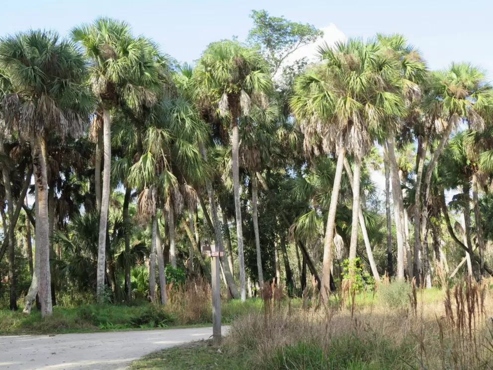 Palms galore!