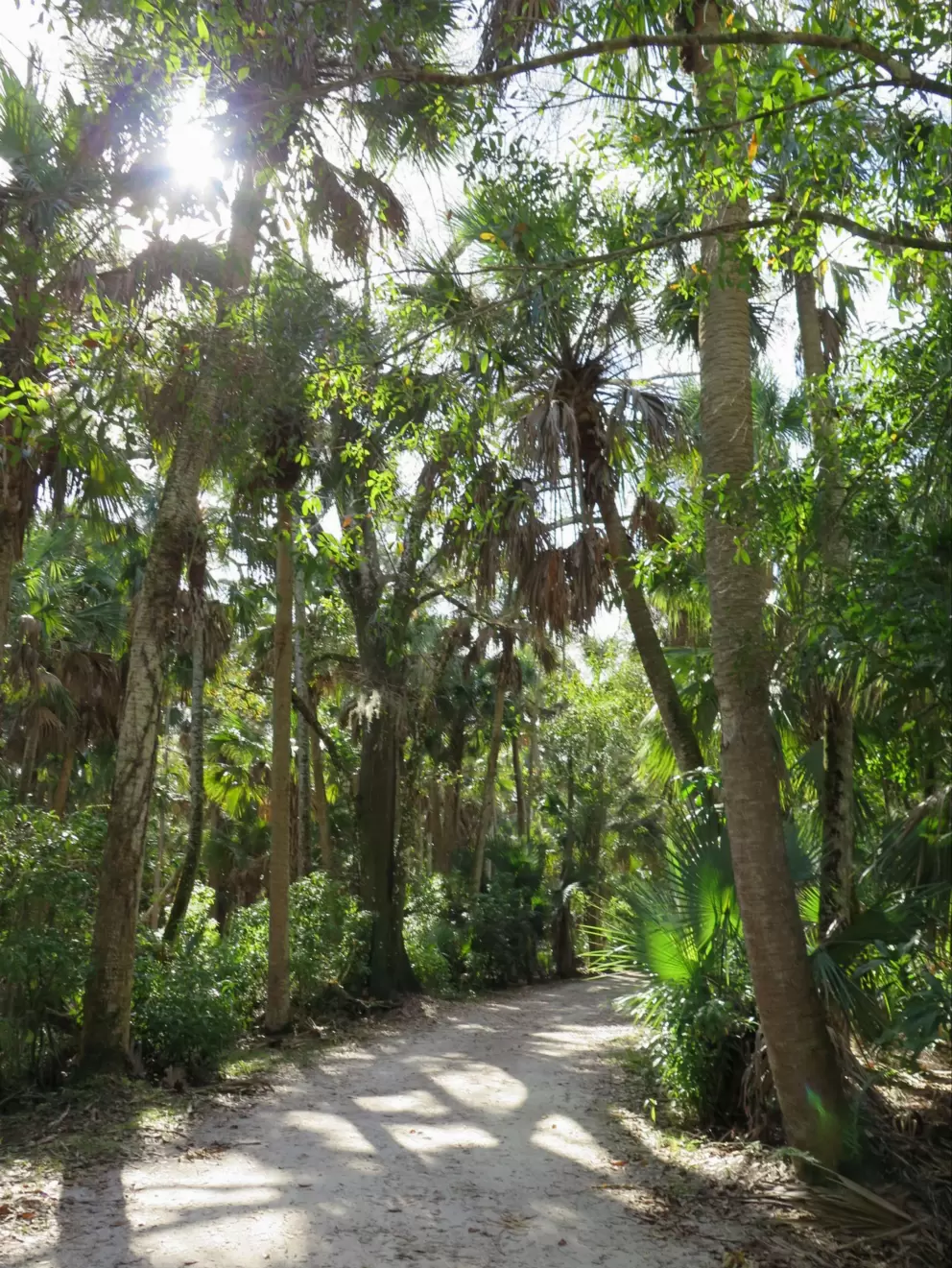 Shady path and blissful trees.