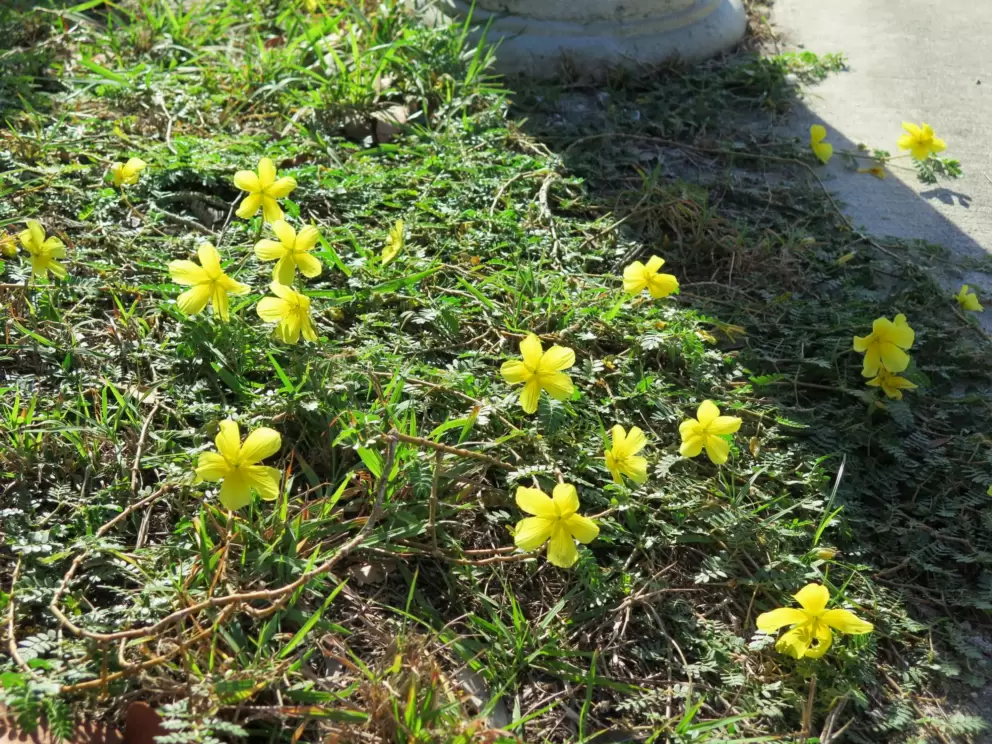 Wildflowers along the path. So glad they don't spray here!