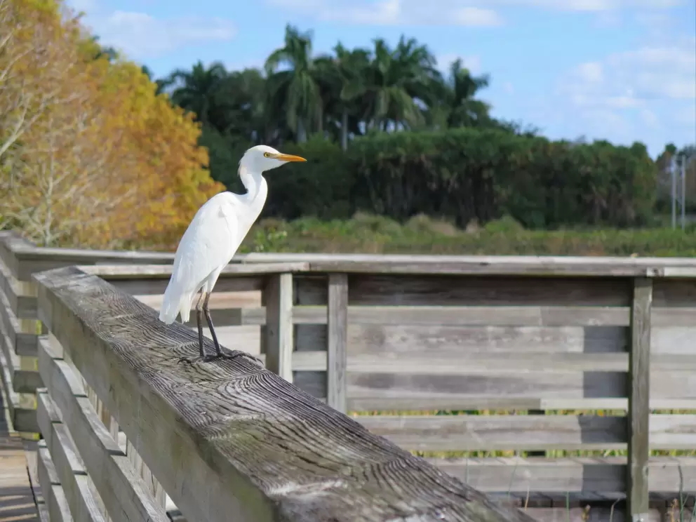 Cute bird.