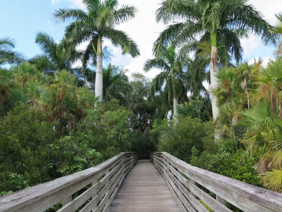 Palm tree oasis.