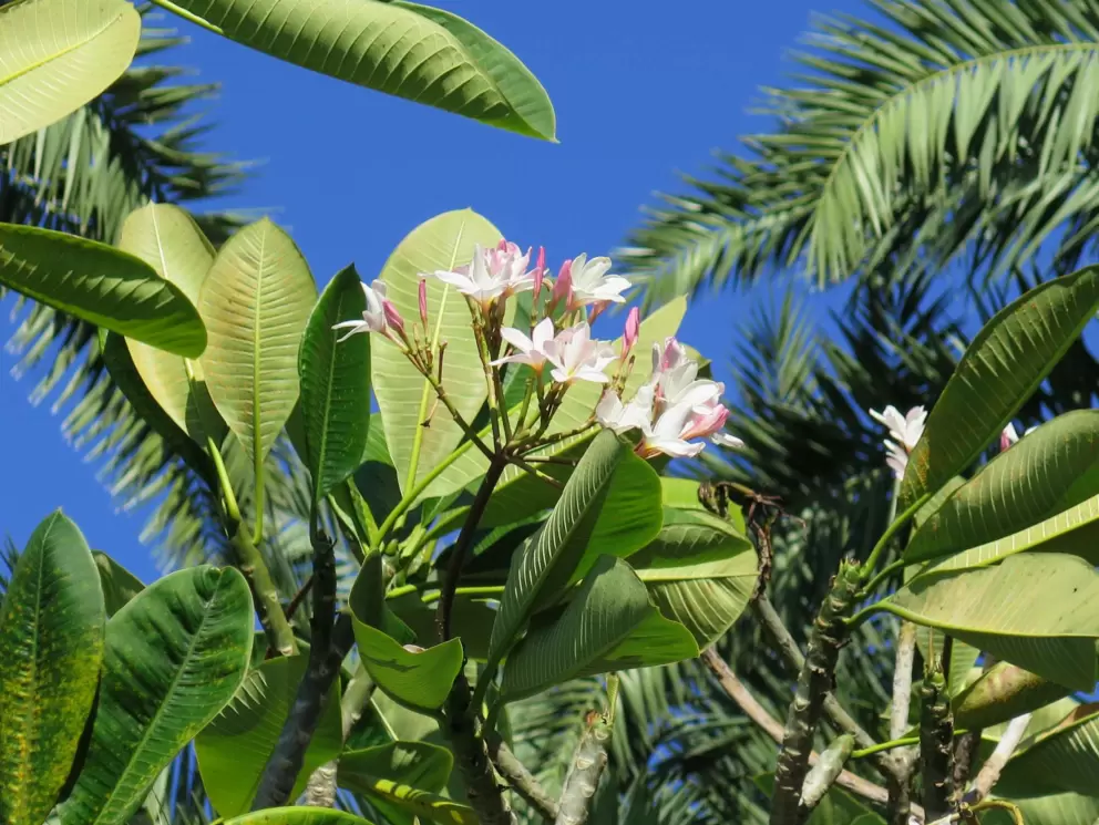 Plumeria flowers high above.