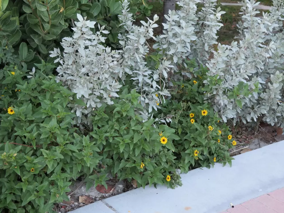 Flowers along the path.