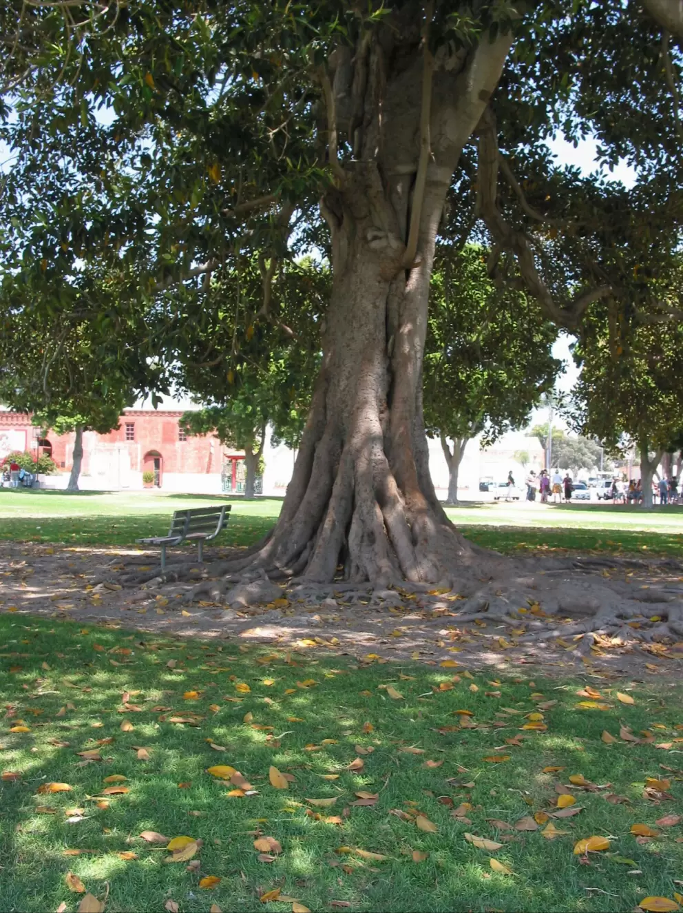 Tree in the huge park by the mission. 