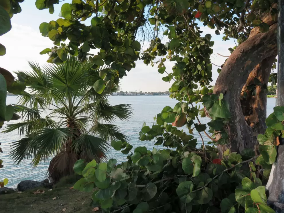 Gorgeous vegetation and water.