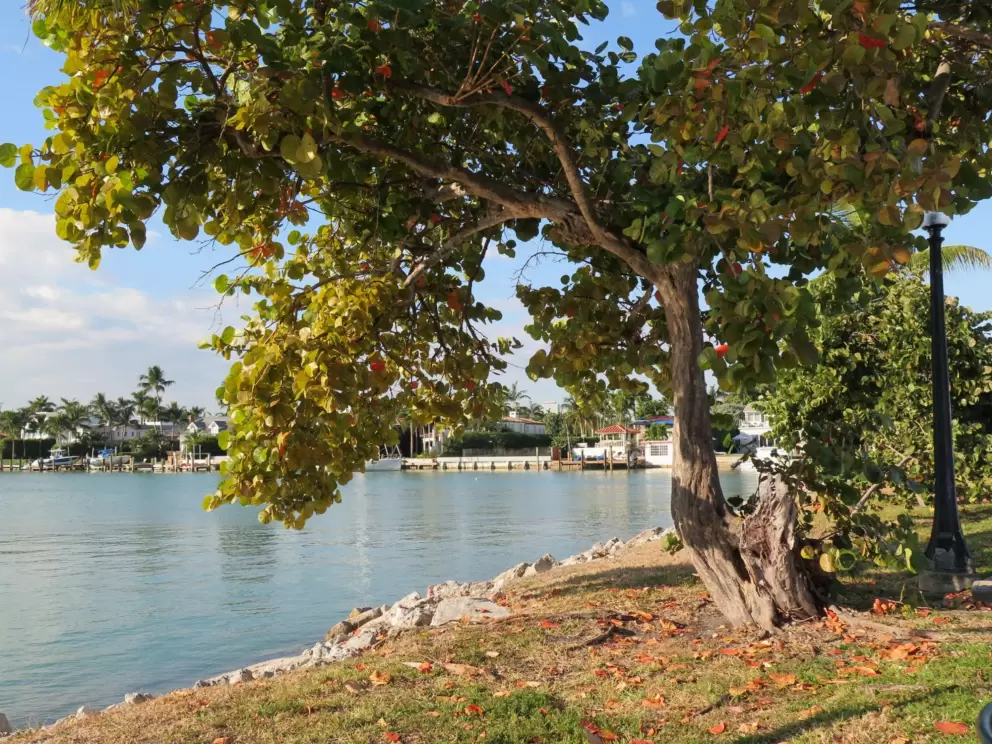 Tree by the water.
